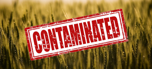 field_wheats_contaminated_cropped