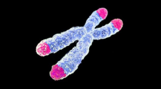 Scientists have devised a method of lengthening telomeres, allowing cells to divide more t...
