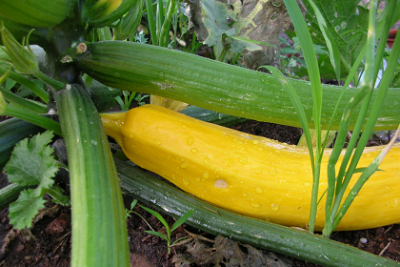 Zuchini