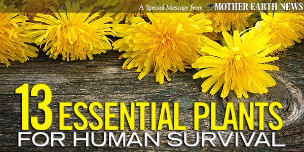 13 Essential Plants for Human Survival