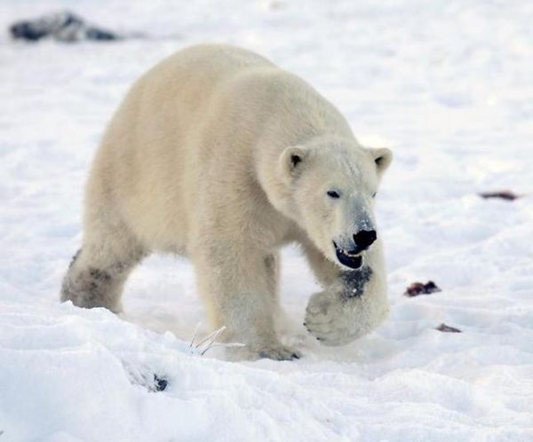 Polar bears face steep declines because of melting sea ice: U.S. study Photo: RUSSELL CHEYNE