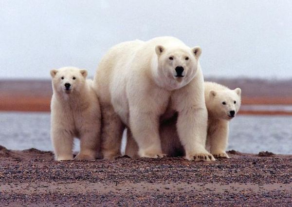 No solace for food-deprived polar bears as sea ice wanes Photo: Susanne Miller/USFWS/Handout