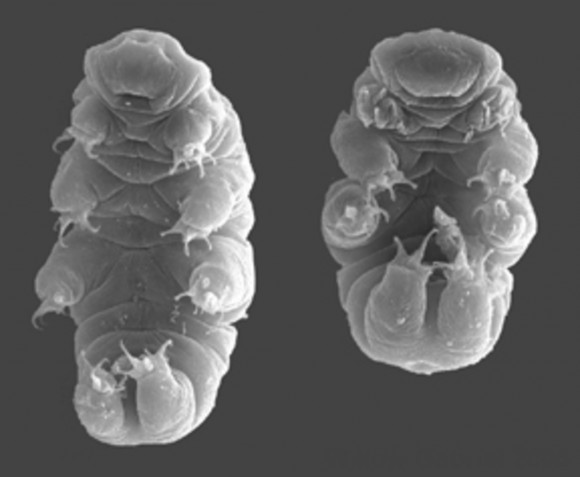 The tardigrade  microscopically cute and cuddly. Image credit: Willow Gabriel and Bob Goldstein