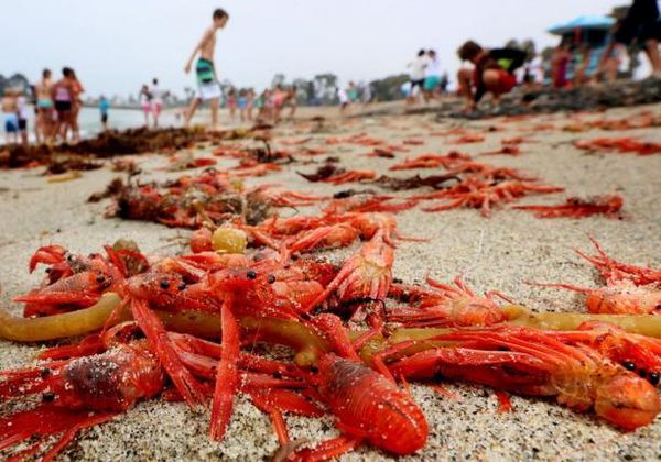Hordes of red crabs wash up on Southern California beaches Photo: Sandy Huffaker