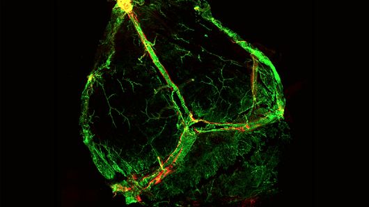 The new observations confirmed the existence of meningeal lymphatic vessels (red) around the meningeal blood vasculature (green)