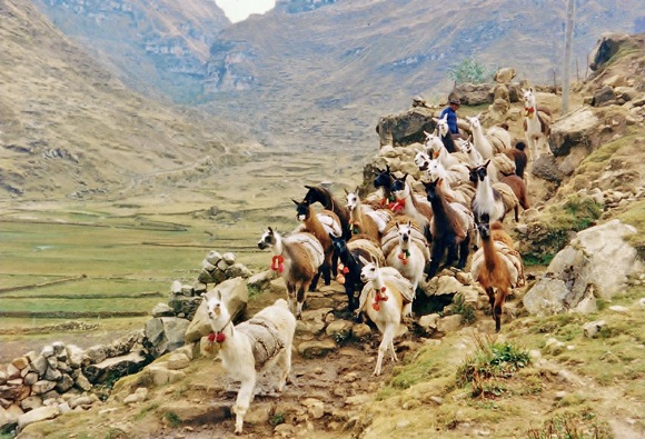 A llama caravan travels the Inka Road. Warautambo, Peru, 1990. Photo by Ramiro Matos Mendieta, National Museum of the American Indian, Smithsonian Institution.
