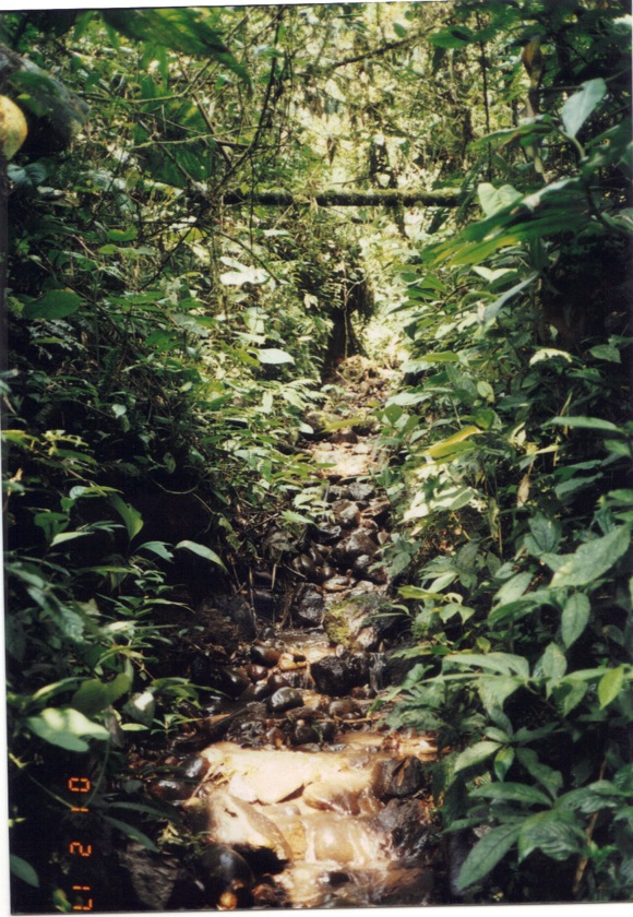 Inka road in the upper Amazon, Quijos River Valley, Ecuador. Photo by Jorge Arellano, 2001.