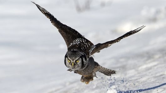 Researchers have mimicked the structure of owl wings, which enables them to fly almost silently