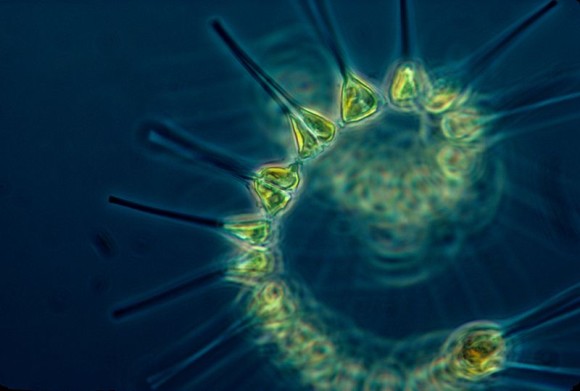 Phytoplankton - the foundation of the oceanic food chain. image via NOAA