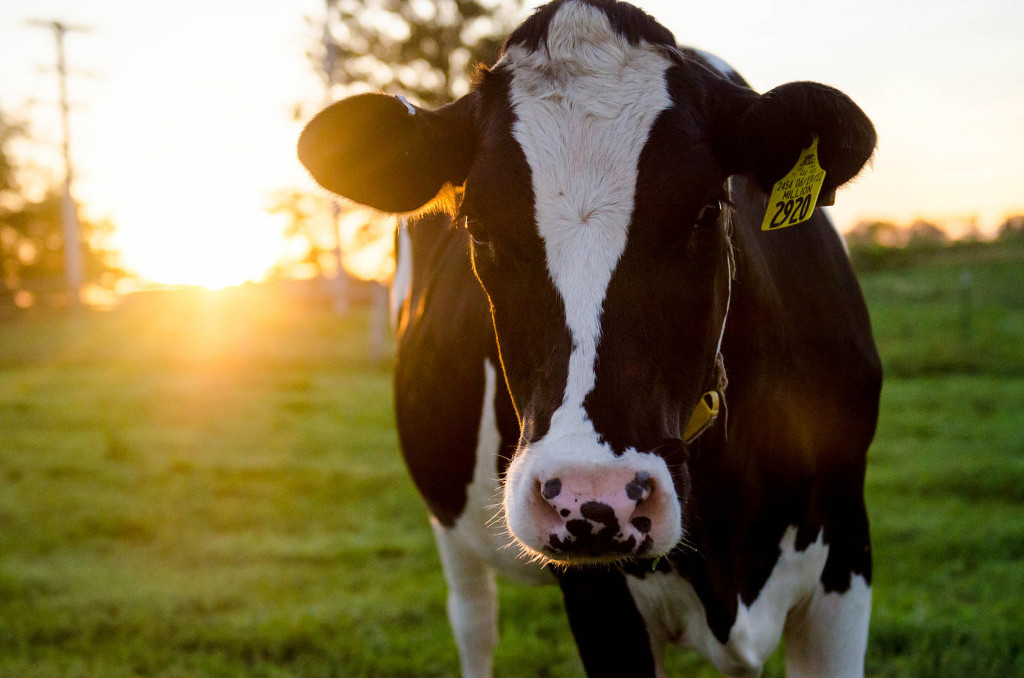 In the past five years, dairy cows accounted for one-third of the drug violations found in animal tissues, federal data show.