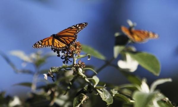 Environmental group sues U.S. EPA over monarch butterfly demise Photo: Michael Fiala