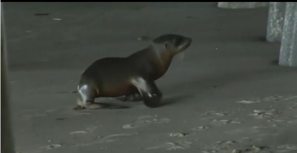 Starving sea lion pups inundate Southern California rescue centers