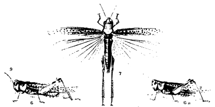 The Rocky Mountain Locust