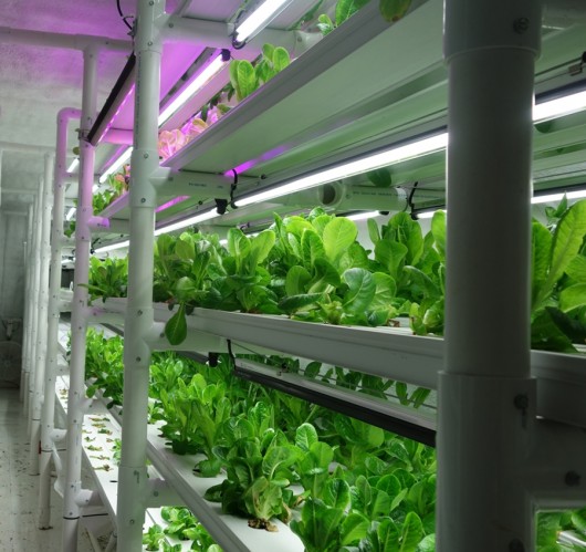 Cropbox says each of its containers can support up to 3,000 plants