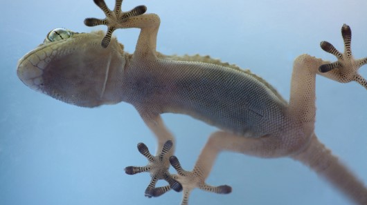 While gecko feet utilize hair-like fibers, the new material uses similar manmade microscop...