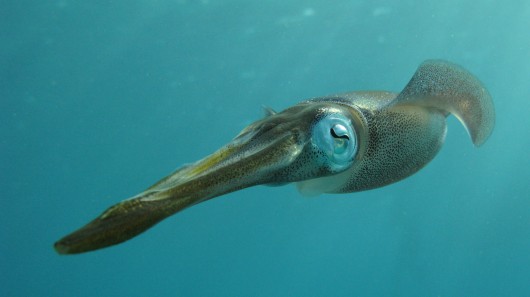 The new material utilizes the same protein that squids use to change color (Photo: Shutter...