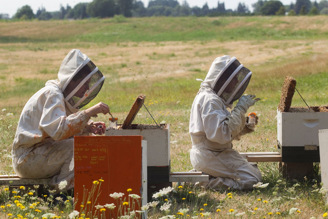 A Sharp Spike in Honeybee Deaths Deepens a Worrisome Trend