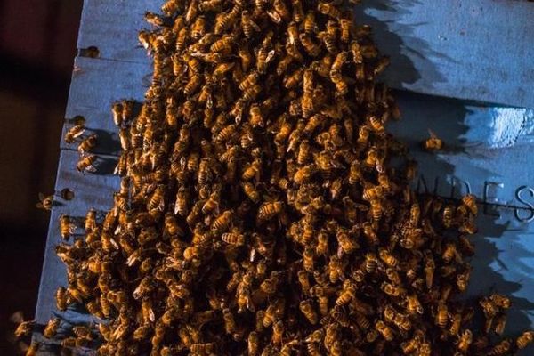 U.S. EPA proposing temporary pesticide-free zones for honeybees Photo: Adrees Latif