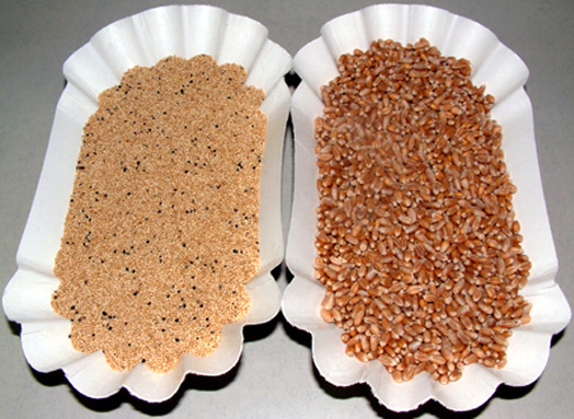 Amaranth grain (left) and wheat. (Wikipedia)