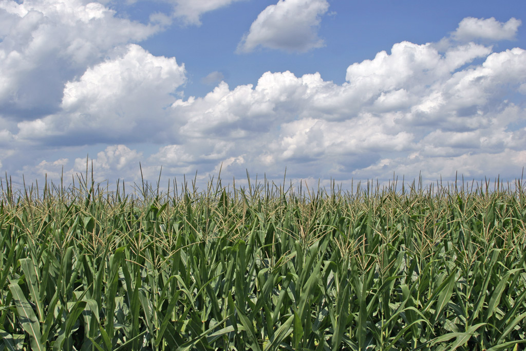 Corn may not be the most nutritious, but it can be grown in a food desert. (Wikipedia)