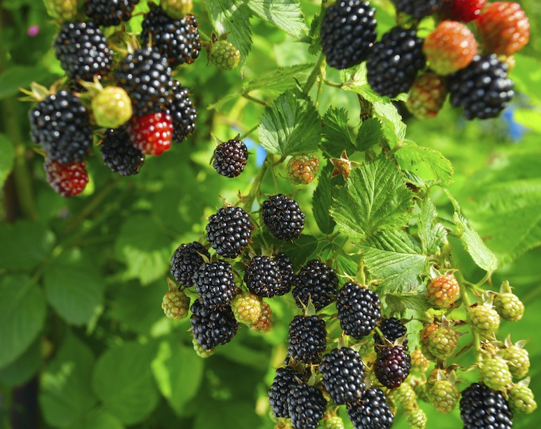 Blackberries, like other berries, can be grown in a food desert. (iStock)