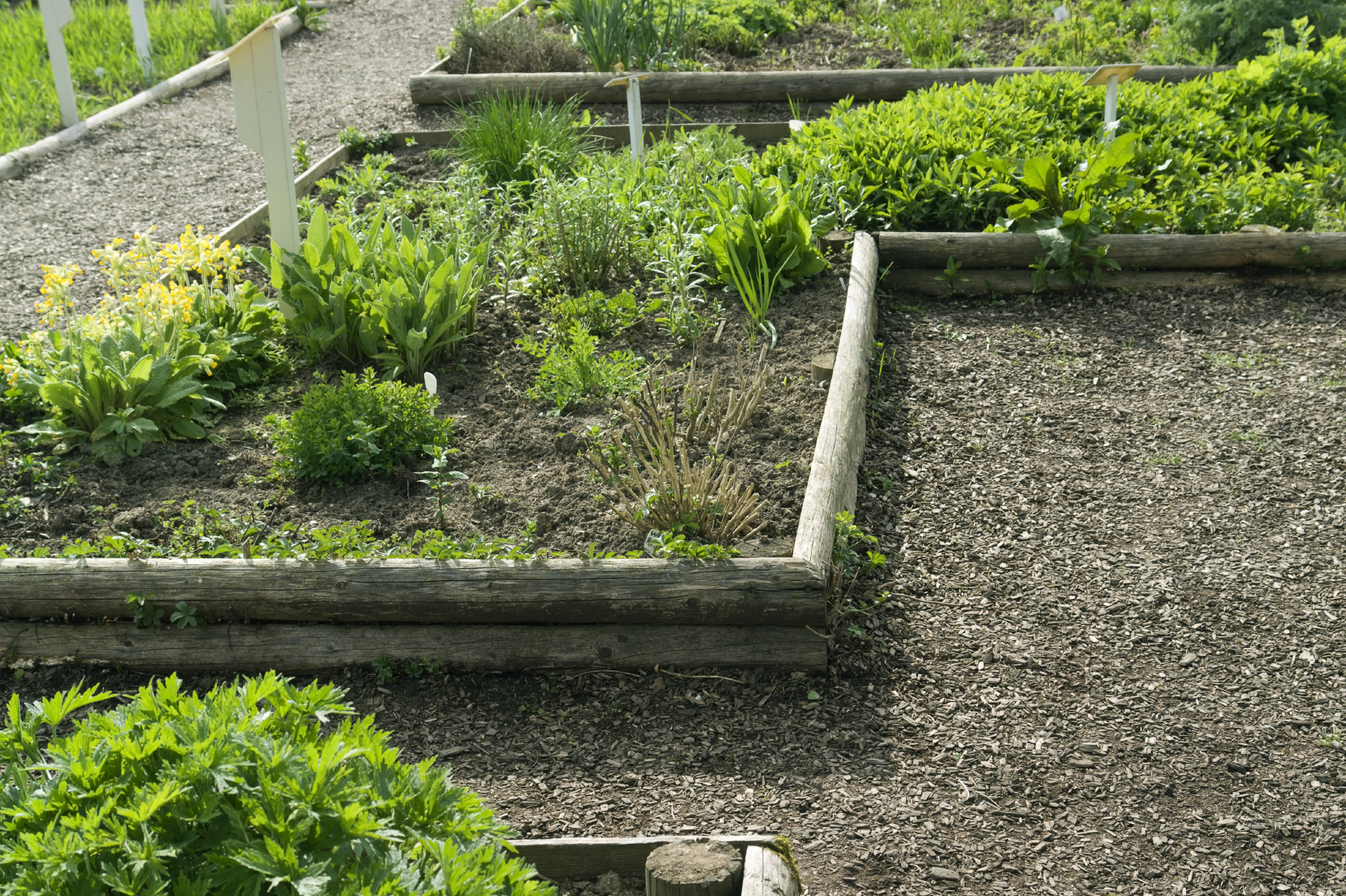 An herb garden can be grown in a food desert. (iStock)
