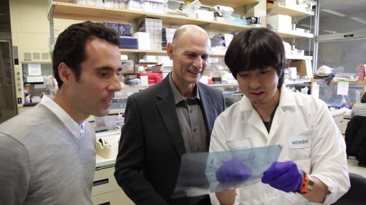 Scientists at the Salk Institute and the Chinese Academy of Science have identified what may be the underlying cause of premature-aging disorder Werner syndrome, and with it a possible key to reversing the aging process (Image: Salk Institute for Biological Studies)