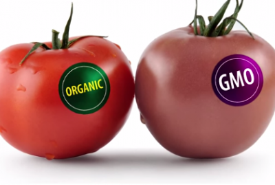 Organic vs. GMO Tomato