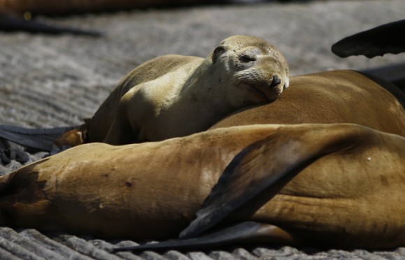 A pup lies with older sea lions at the Coast Guard Pier in Monterey, California March 17, 2015. Animal rescue centers in California are being inundated with stranded, starving sea lion pups, raising the possibility that the facilities could soon be overwhelmed, the federal agency coordinating the rescue said.  Photo credit: Reuters/Michael Fiala 