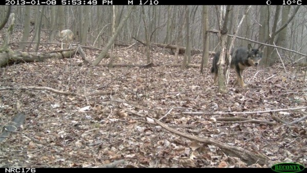 A dark eastern coyote is caught on camera trap as it hunts with his better-camouflaged pack mate in North Carolina. This German shepherd-like coloration probably comes from a dog gene that moved into the coyote gene pool in a hybridization event ~50 years ago.