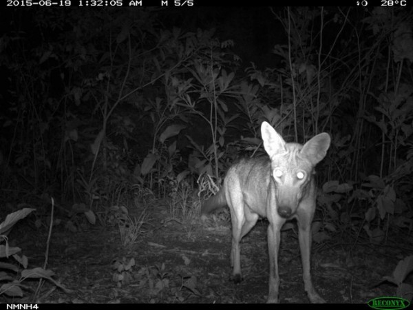 A doglike coyote stares back at a camera trap in Eastern Panama. Hybridization with dogs is most likely along the leading edge of expanding coyote populations, where same-species breeding opportunities are hard to come by. No genetic data exist to test this idea in Central American coyotes.
