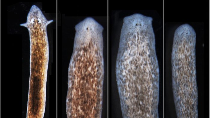 The research showed that by interrupting protein channels between cells, you can induce flatworms to grow ...