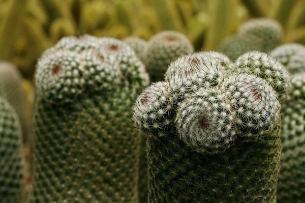 Almost a third of cactuses at risk of extinction: studyPhoto: Carlos Ulate