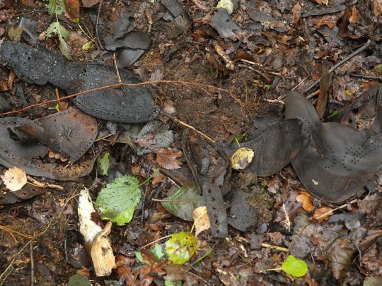 Remnants of shoes are discovered in a forest near the