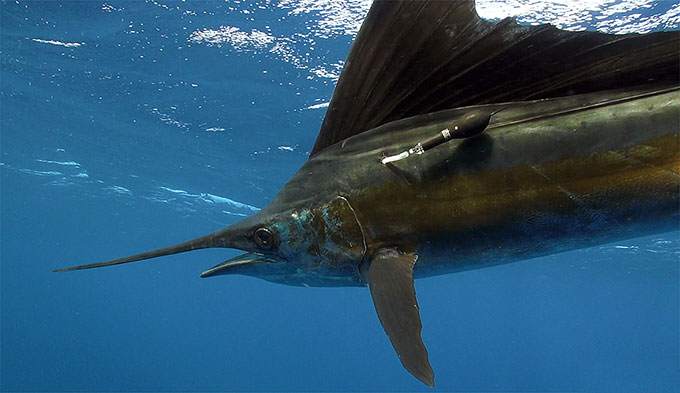 An Atlantic sailfish (Istiophorus platypterus) 