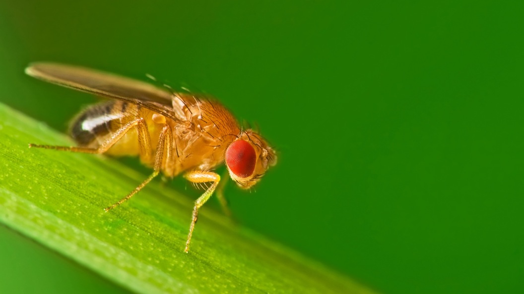 A study on fruit flies has significantly improved our understanding of Parkinson's disease