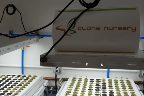 Marijuana clones (youngest sprouts) inside the grow facility of the Flandreau Santee Sioux Tribe. (Courtesy Sarah Weston)