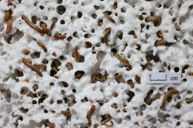 Mealworms at work making plastic a meal. (Photo credit: Yu Yang via Stanford University)