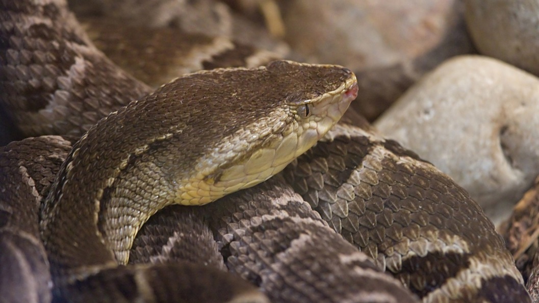 A new hydrogel inspired by the venom of a South American viper has been shown in ...