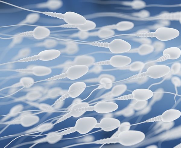 Image: Infertility Breakthrough: Lab-Created Sperm