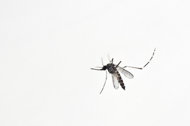 An Aedes Aegypti mosquito is photographed in a lab of the International Training and Medical Research Training Center (CIDEIM) on January 25, 2016, in Cali, Colombia. (LUIS ROBAYO/AFP/Getty Images)