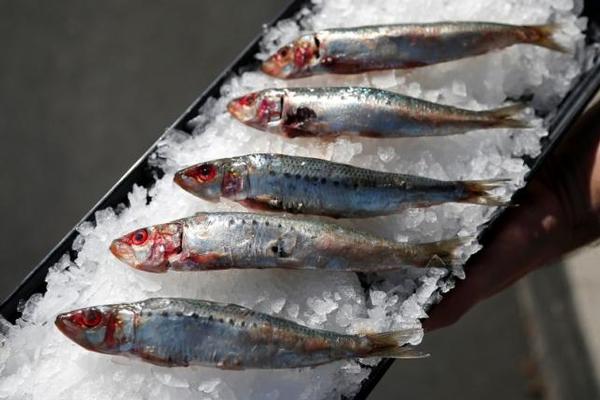 U.S. bans most Pacific sardine fishing after population crashPhoto: Lucy Nicholson