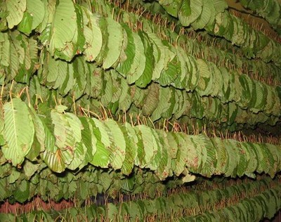 drying-kratom-leaves_tn