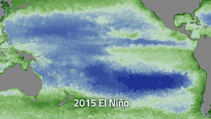 The warm water currents associated with El Nio events can have a big impact on phytoplankton ...