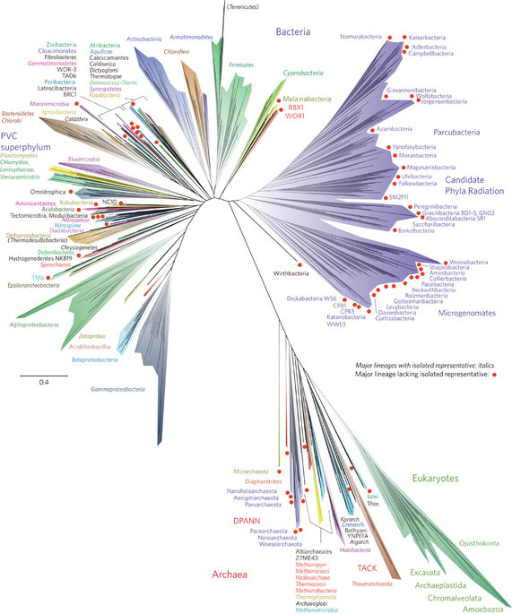 The tree includes 92 named bacterial phyla, 26 archaeal phyla and all five of the Eukaryotic supergroups. Major lineages are assigned arbitrary colours and named, with well-characterized lineage names, in italics. Lineages lacking an isolated representative are highlighted with non-italicized names and red dots. For details on taxon sampling and tree inference, see Methods. The names Tenericutes and Thermodesulfobacteria are bracketed to indicate that these lineages branch within the Firmicutes and the Deltaproteobacteria, respectively. Eukaryotic supergroups are noted, but not otherwise delineated due to the low resolution of these lineages. The CPR phyla are assigned a single colour as they are composed entirely of organisms without isolated representatives, and are still in the process of definition at lower taxonomic levels. 