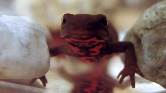 New insights into how Japanese fire bellied newts regenerate their limbs could further our understanding of ...