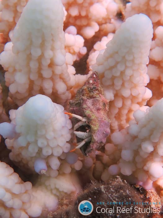 On 316 reefs, between 60 and 100 percent of corals are severely bleached