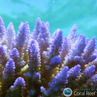 The National Coral Bleaching Taskforce has performed an aerial survey of 911 individual reefs along the ...
