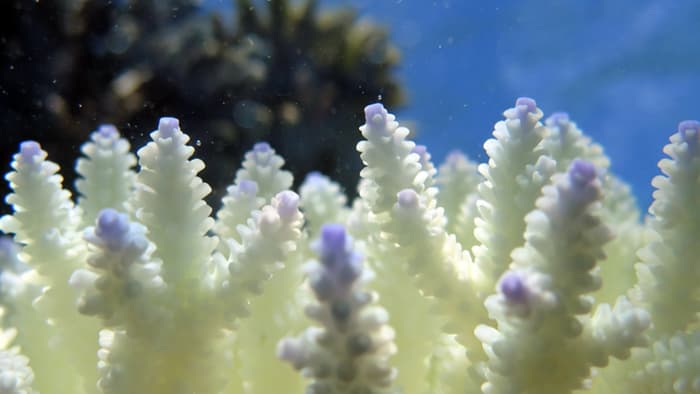 Global warming spells bad news for Australia's Great Barrier Reef