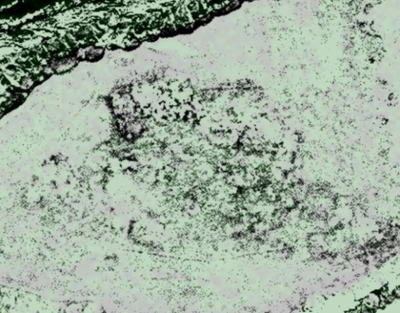 A satellite image of Point Rosee used by archaeologist Sarah Parcak in her search for Viking settlements. Dark straight lines indicate the remains of possible structures. (Image by DigitalGlobe)